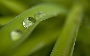 depth of field photography of water dew on green leaf